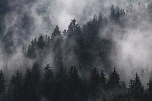 Image green pine trees under white clouds