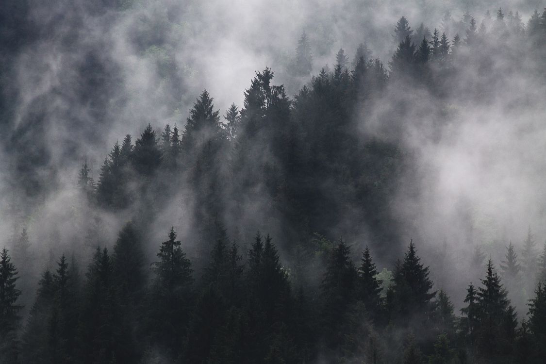 Green Pine Trees Under White Clouds. Wallpaper in 4272x2848 Resolution