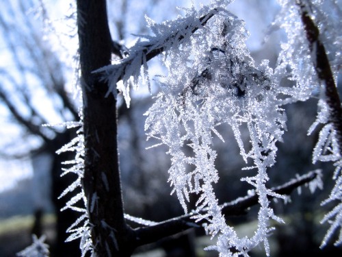 Image white snow on tree branch