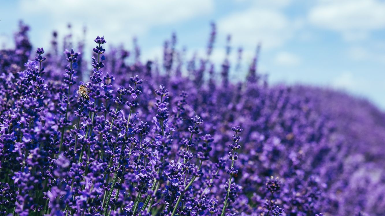 flower, plant, purple, cloud, violet