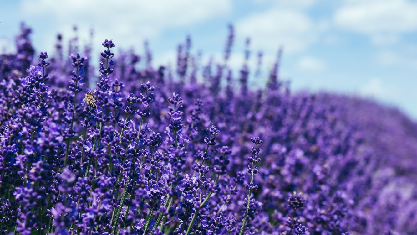 紫色的 紫罗兰色 草本植物 地被 显花植物高清壁纸 花卉图片 桌面背景和图片
