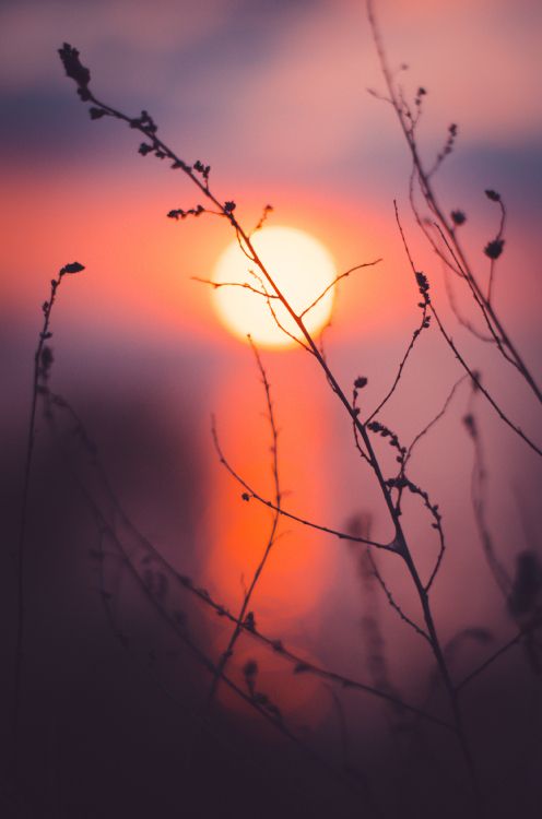 Branch, Natur, Sonnenuntergang, Zweig, Orange. Wallpaper in 3109x4694 Resolution