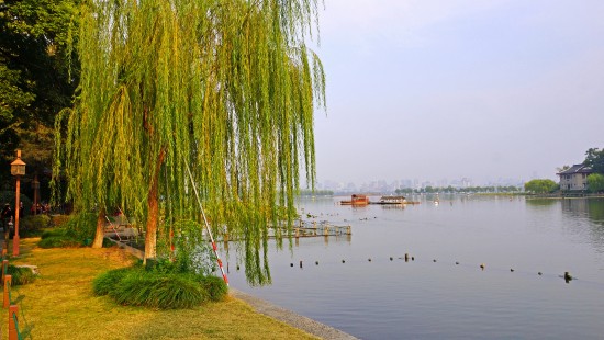 Image green grass near body of water during daytime