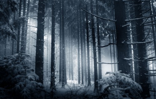 Image grayscale photo of trees covered with snow