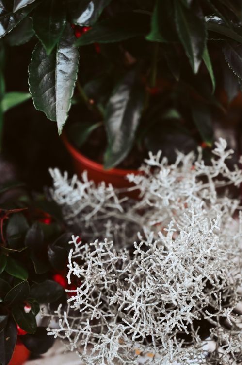 树枝, 旋律, Apple, 冬天, 冻结 壁纸 4024x6048 允许