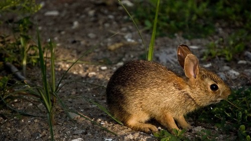 Image brown rabbit on brown soil