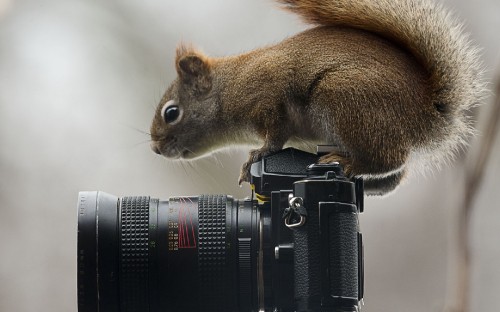 Image black and silver camera on brown squirrel