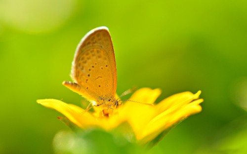 Image brown and white butterfly on yellow flower