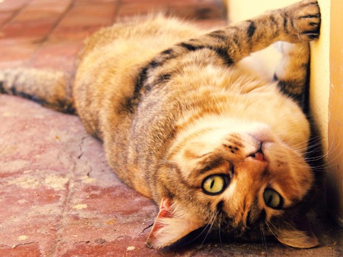 Image orange tabby cat lying on brown concrete floor