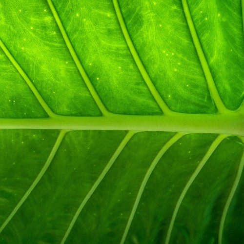 Image macro photography of green leaf