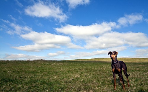 Image black and tan short coat medium sized dog on green grass field under blue and white