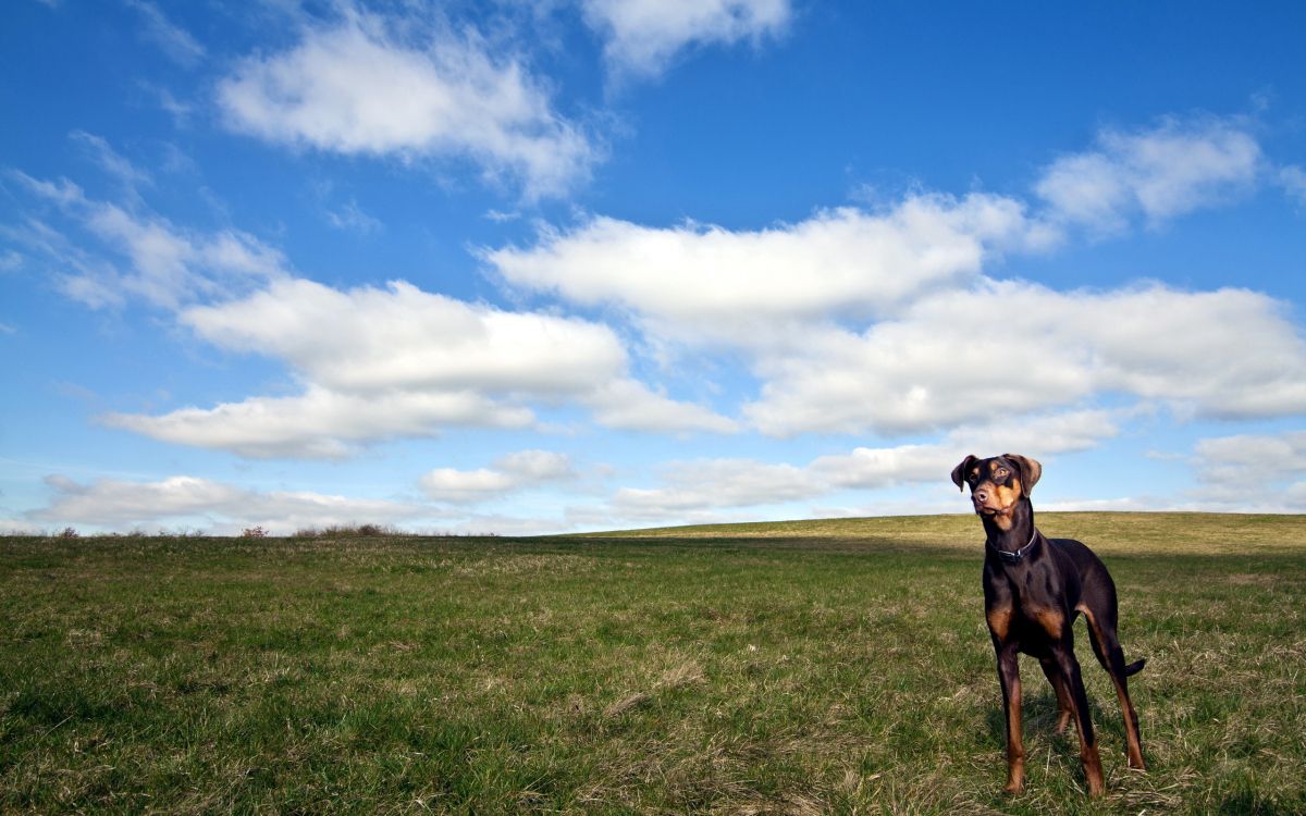 black and tan short coat medium sized dog on green grass field under blue and white