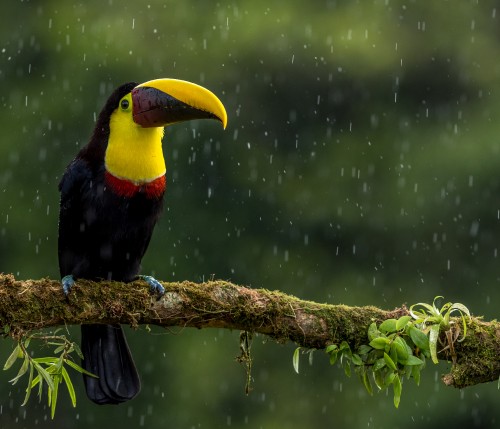 Image black yellow and red bird on brown tree branch