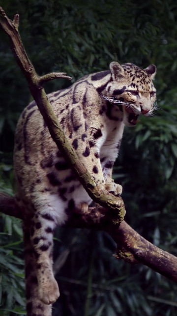 Image leopard on brown tree branch