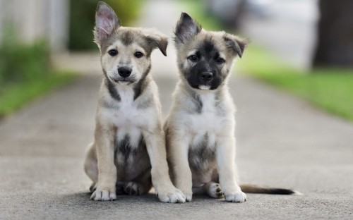 Image white and black short coated puppy on brown concrete floor