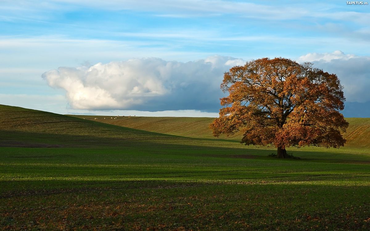Arbre Brun Sur Terrain D'herbe Verte Sous Des Nuages Blancs et Ciel Bleu Pendant la Journée. Wallpaper in 2560x1600 Resolution