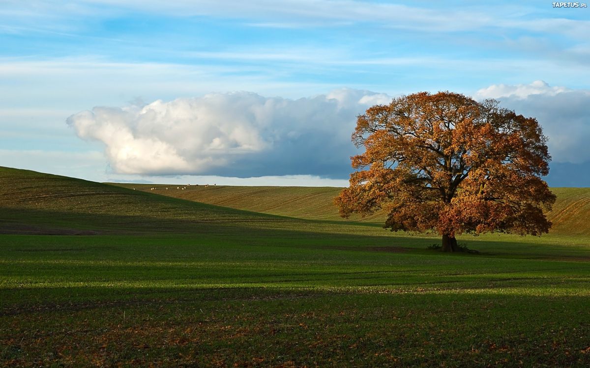 brown tree on green grass field under white clouds and blue sky during daytime