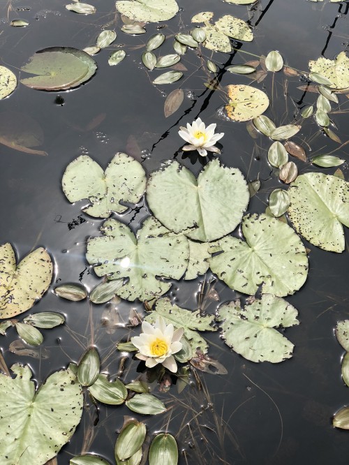 Image flora, water, aquatic plant, leaf, physics