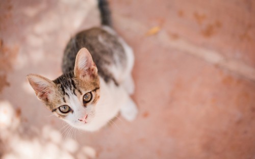 Image brown and white tabby cat