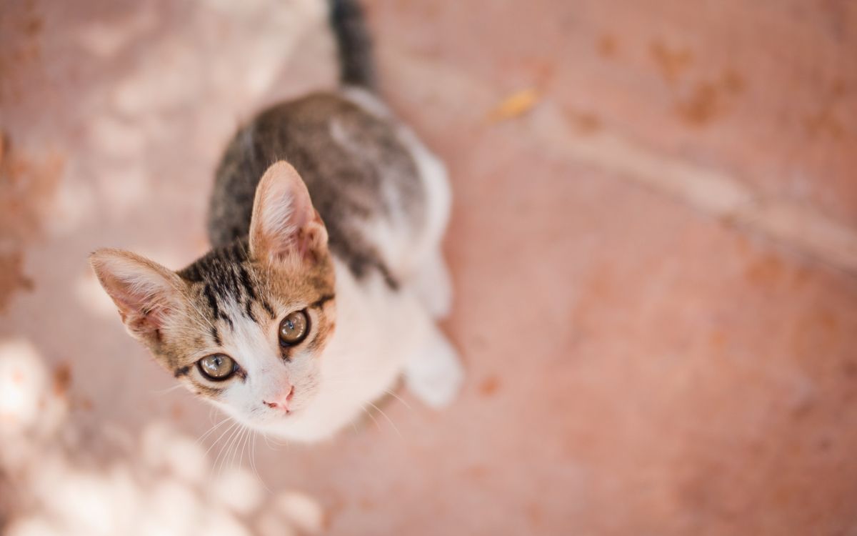 brown and white tabby cat