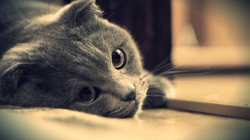 Image russian blue cat lying on brown wooden table