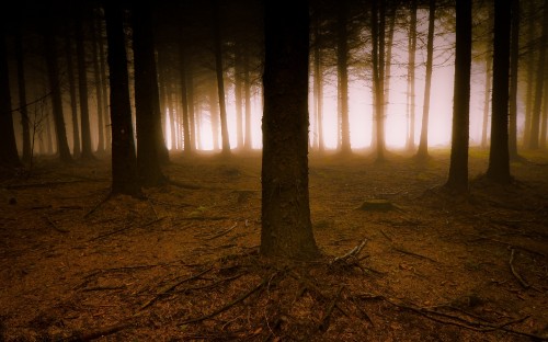 Image brown trees on forest during daytime