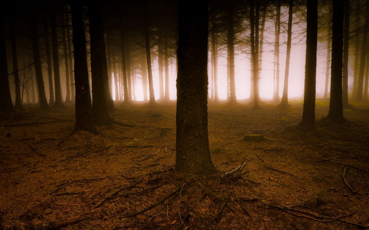 性质, 森林, 林地, 光, 云雾林 壁纸 2560x1600 允许