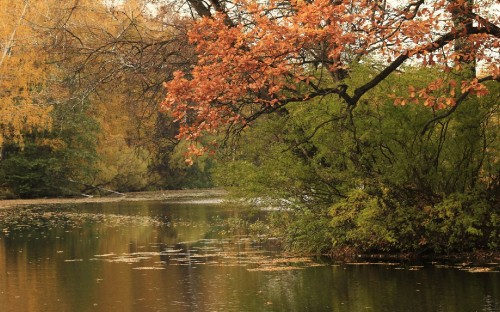 Image pond, water, plant community, plant, ecoregion