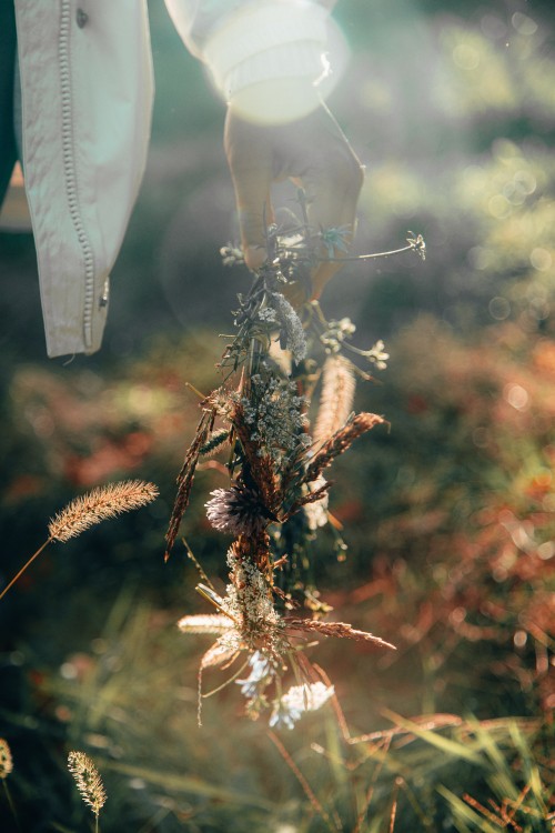 Image brown and green plant in tilt shift lens