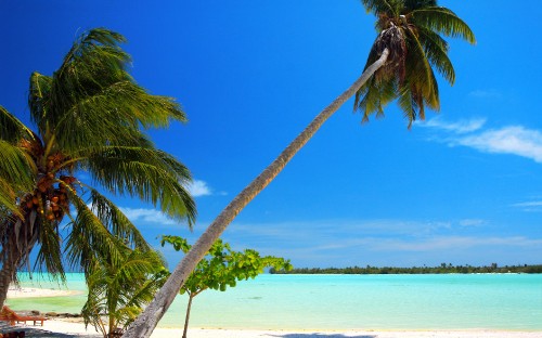 Image palm tree near body of water during daytime