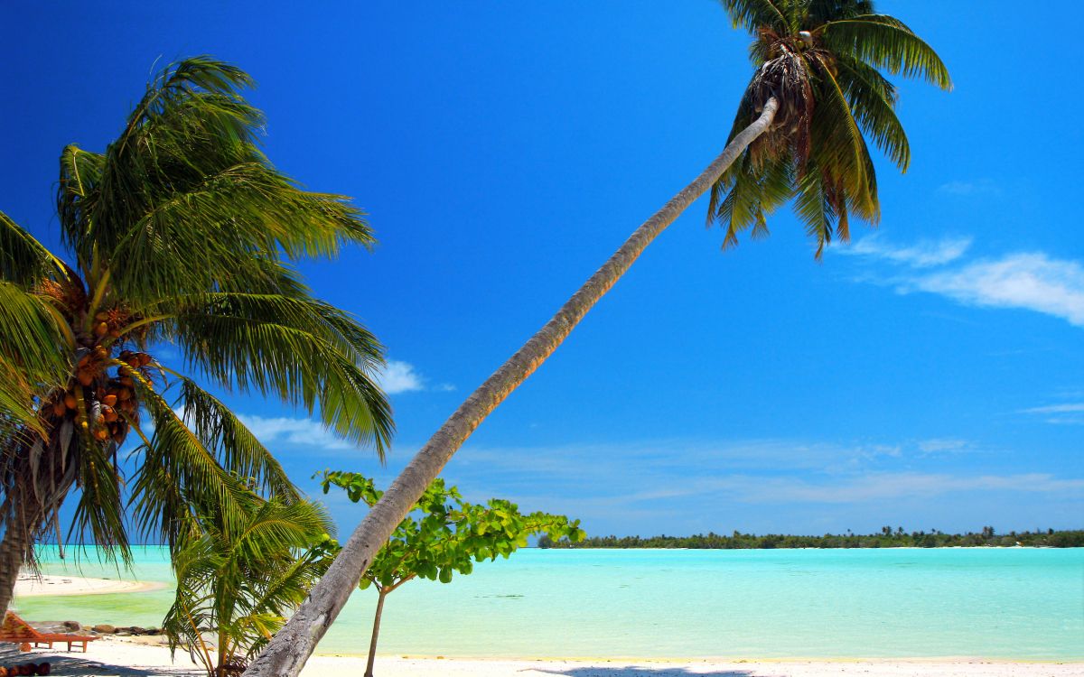 palm tree near body of water during daytime