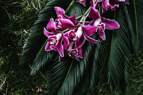 Image purple flowers on green leaves