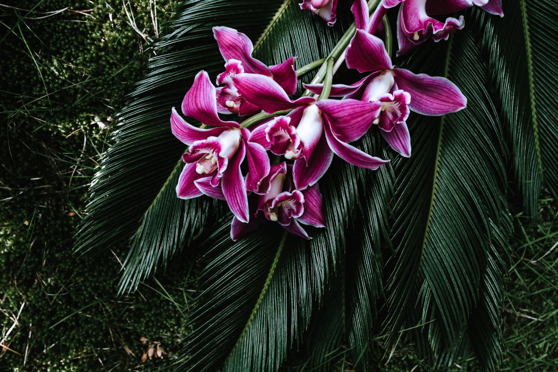 purple flowers on green leaves