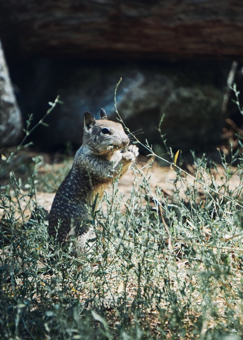 Image brown squirrel on brown grass during daytime