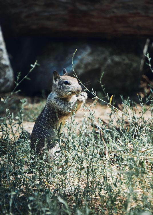 brown squirrel on brown grass during daytime