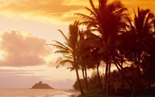 Image silhouette of palm trees near body of water during daytime