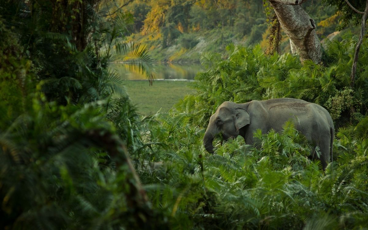 Elefant Frisst Tagsüber Gras. Wallpaper in 2560x1600 Resolution
