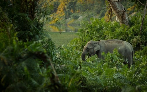 Image elephant eating grass during daytime