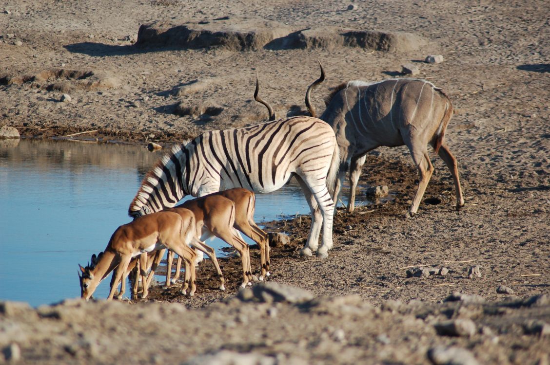 three brown and white horses on brown sand near body of water during daytime