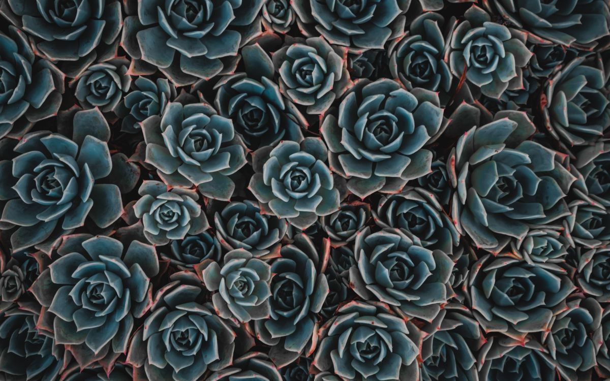 Blaue Und Schwarze Blütenblätter. Wallpaper in 5125x3203 Resolution