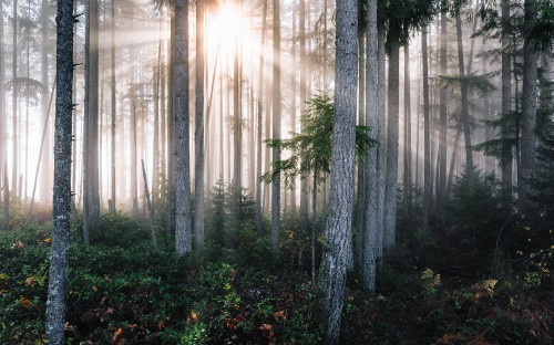 Image green plants and trees during daytime