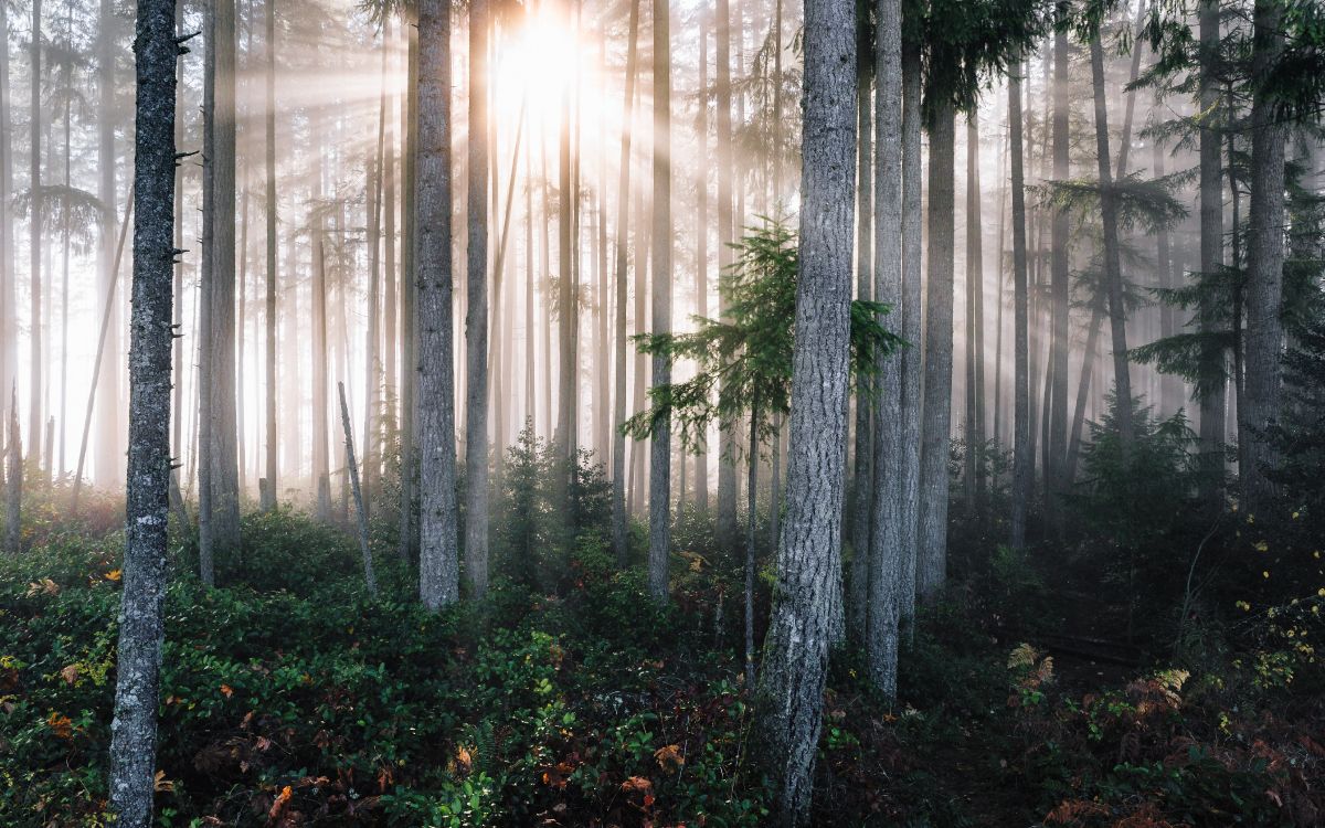 green plants and trees during daytime