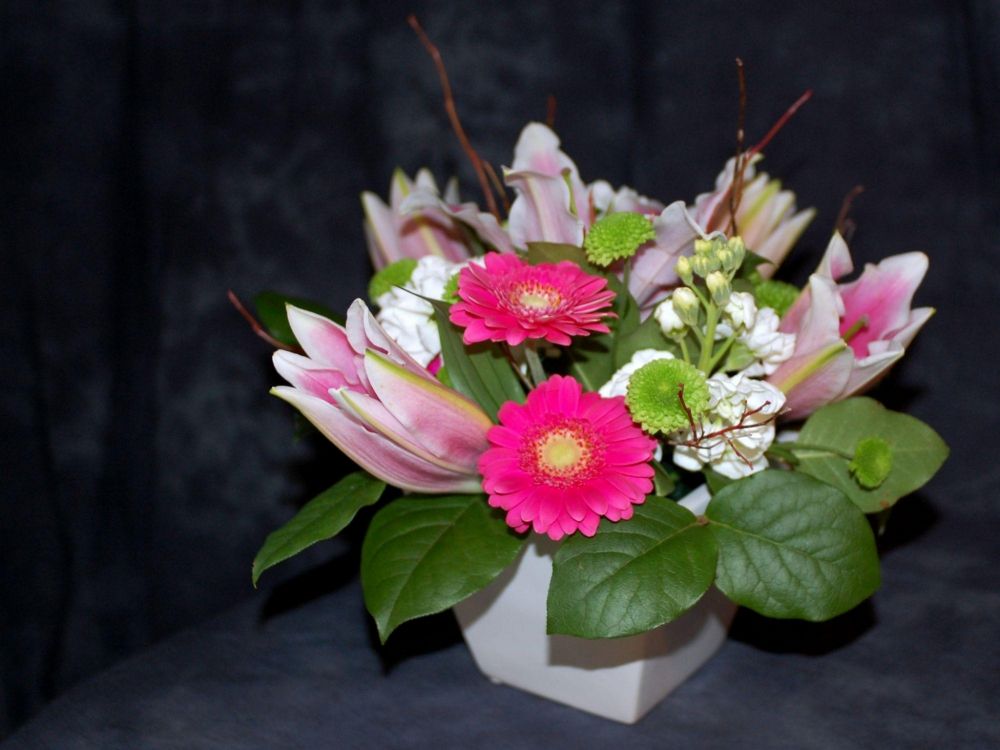 pink and white flower in close up photography