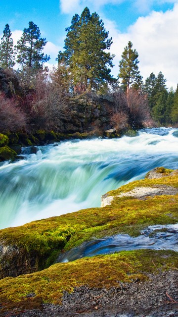 Image green trees beside river during daytime