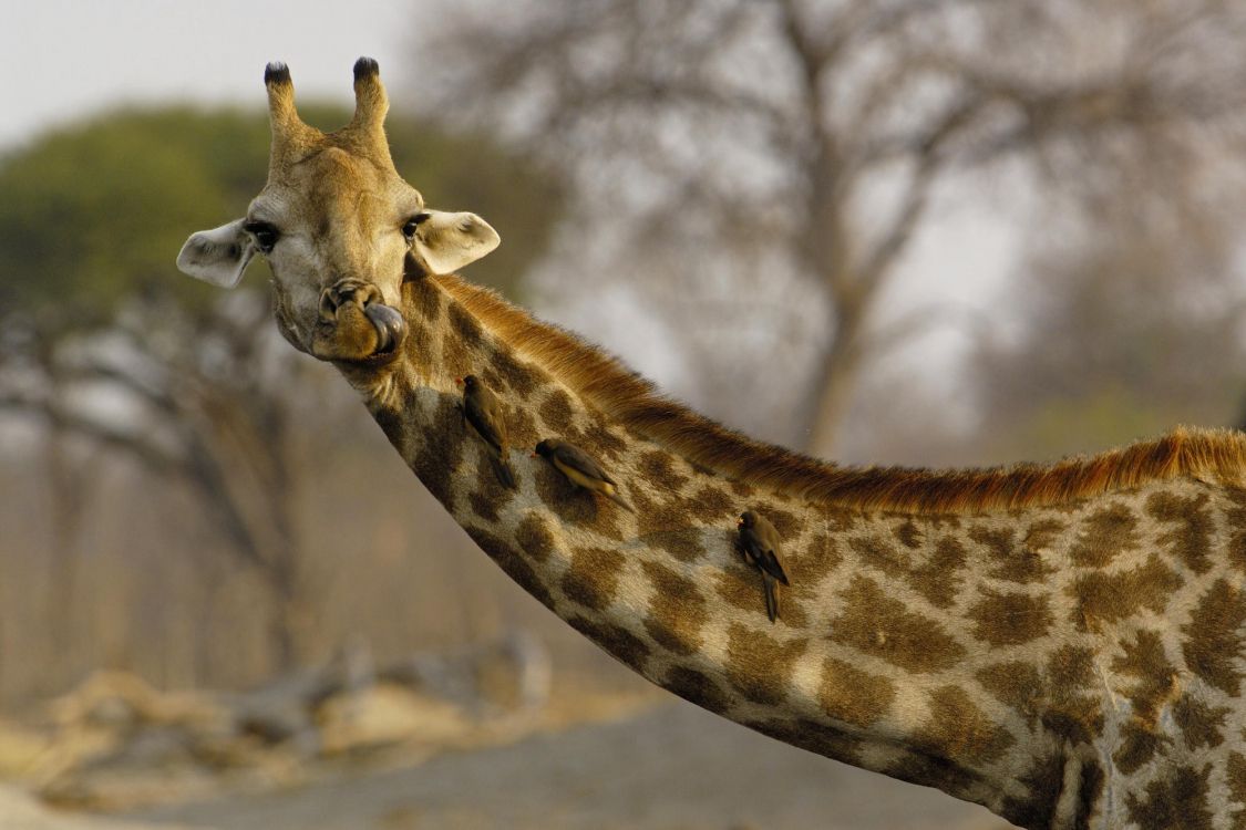 brown giraffe in close up photography