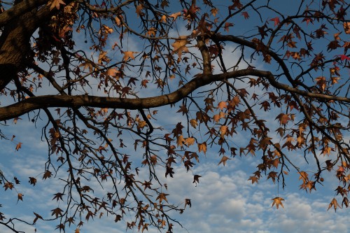 Image plant, spring, deciduous, leaf, botany