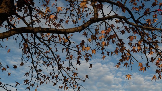 Image plant, spring, deciduous, leaf, botany