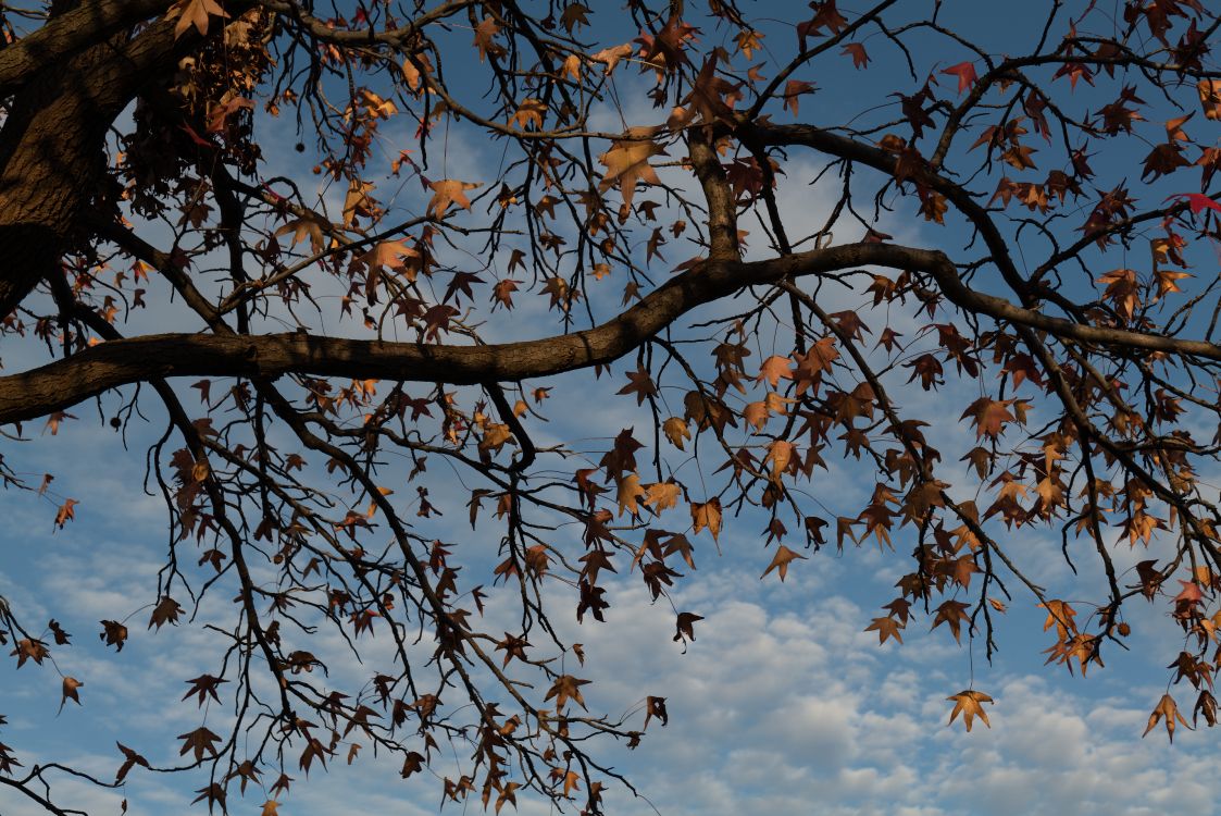 plant, spring, deciduous, leaf, botany