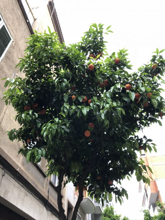 tree, fruit tree, leaf, woody plant, produce