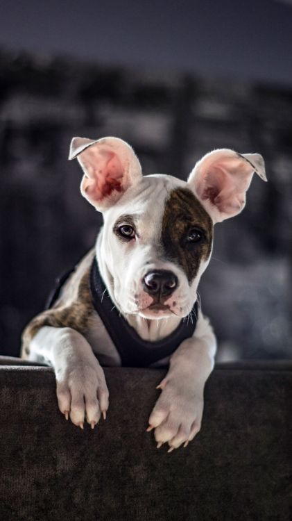 Canidés, American Pit Bull Terrier, Race de Chien, Pit-bull, Moustache. Wallpaper in 1080x1920 Resolution